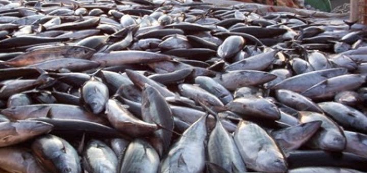 Balık ve Omega3 Yağ Asitlerinin Faydaları