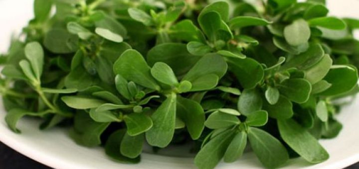 semiz otunun faydaları