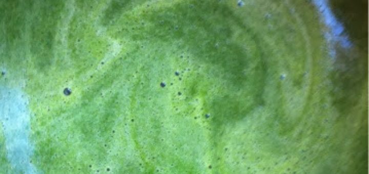 Kırmızı ve yeşil doğal gıda boyası yapımı