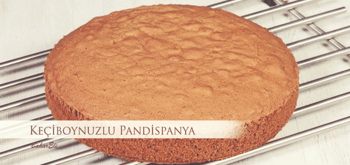 Keçiboynuzlu Pandispanya