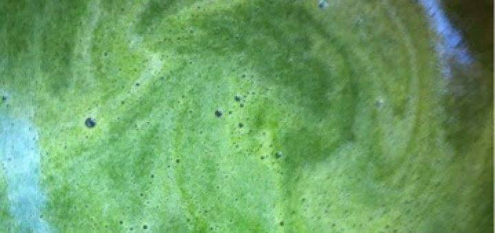 Ispanaklı keçi sütlü irmik tatlısı