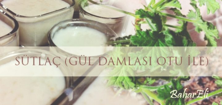 gül damlası otu ile sütlaç