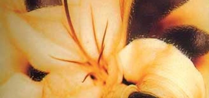 Amin Maalouf Ölümcül kimlikler