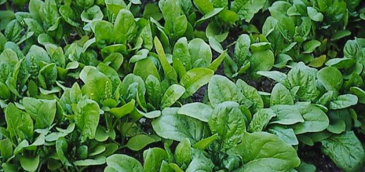 ıspanağın faydaları