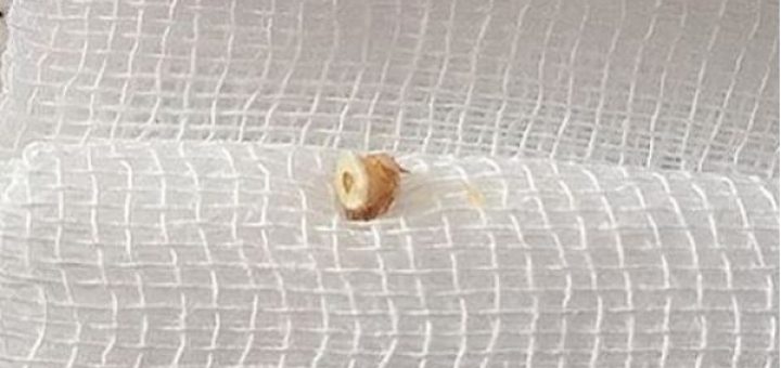 Kulak Tüpü Çeşitleri